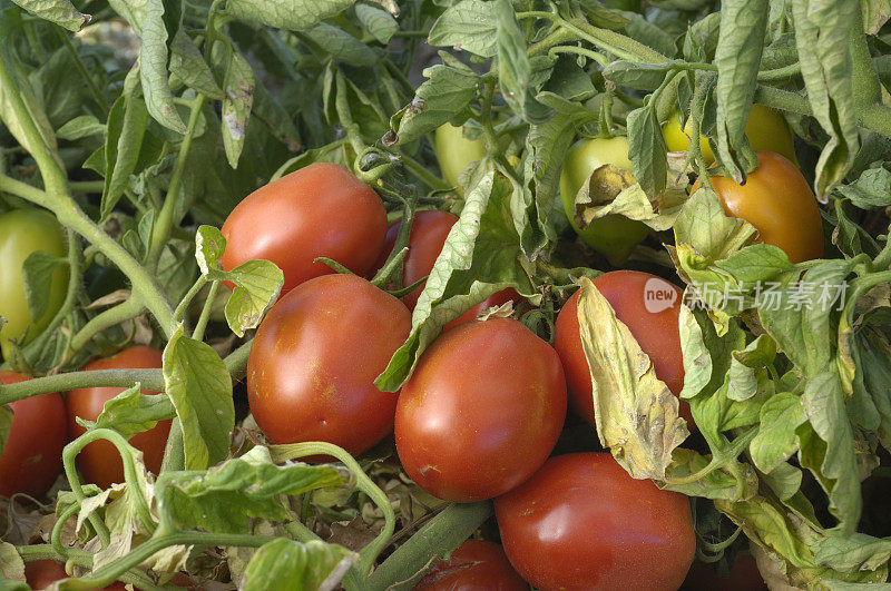 烹饪图像成熟的罗马番茄在藤