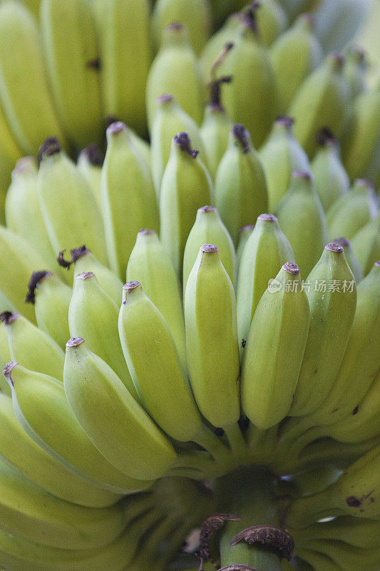 香蕉群