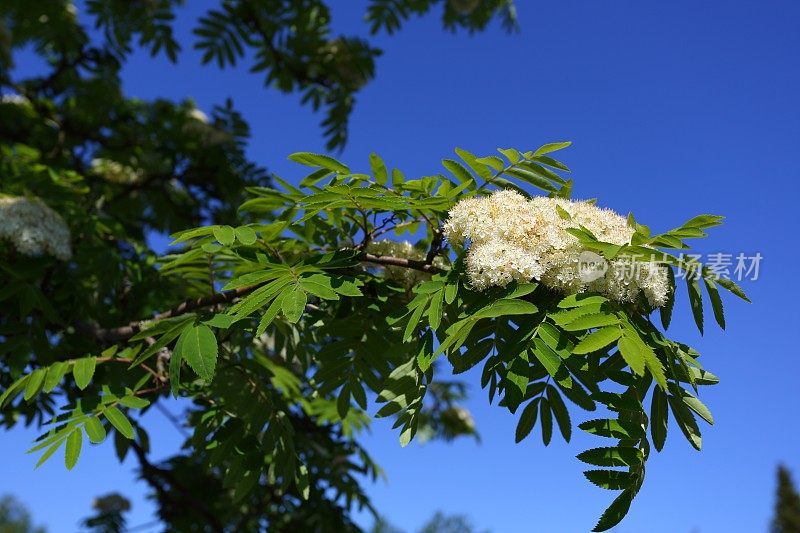 花楸(沙棘)