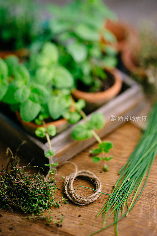 草本植物