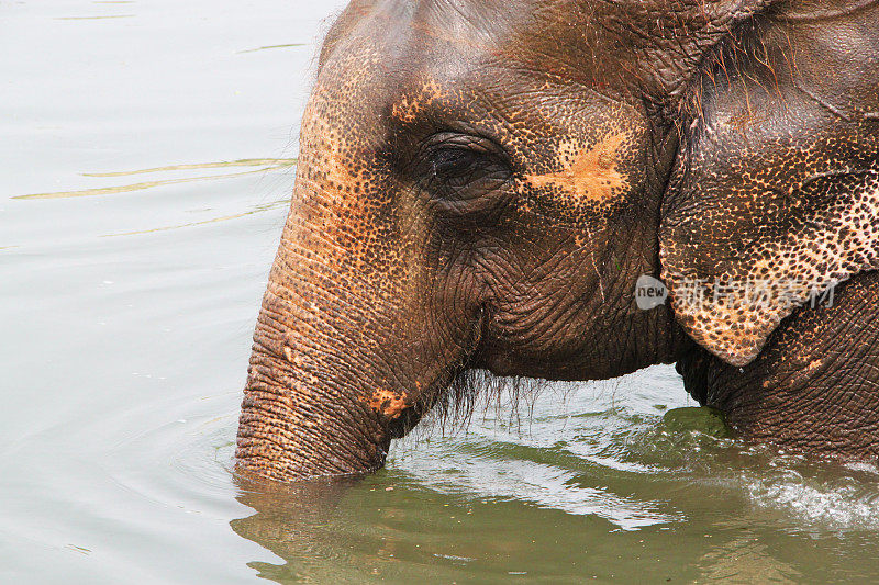 尼泊尔:Rapti河中的大象