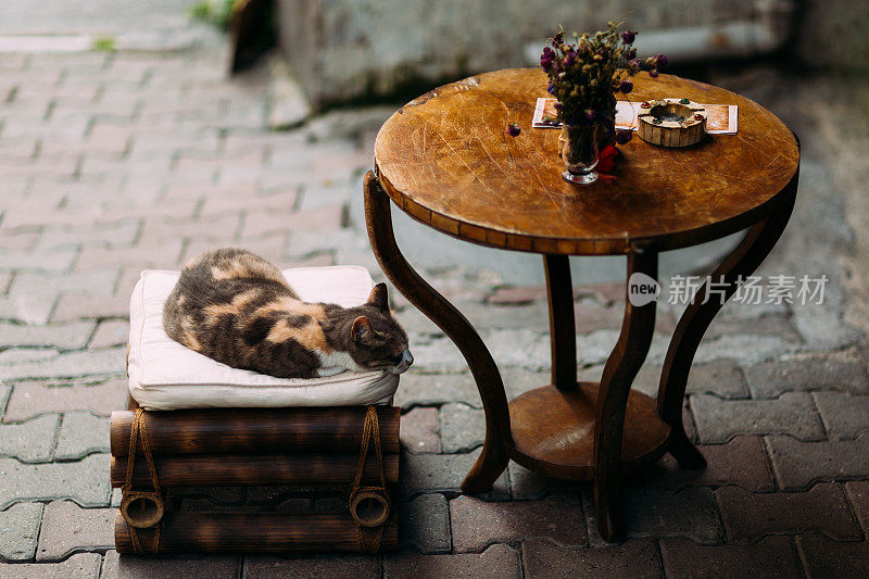 在咖啡馆休息的猫