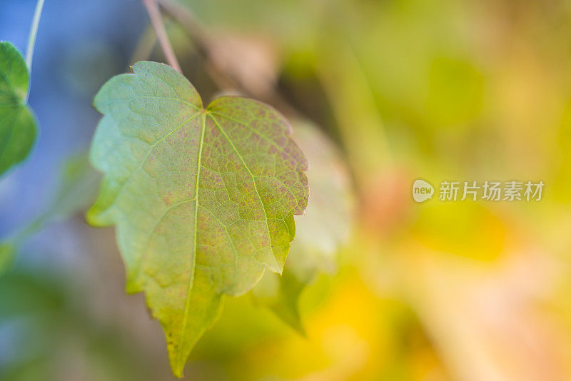 田野里的洋甘菊花