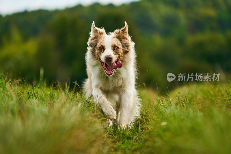 快跑的澳大利亚牧羊犬