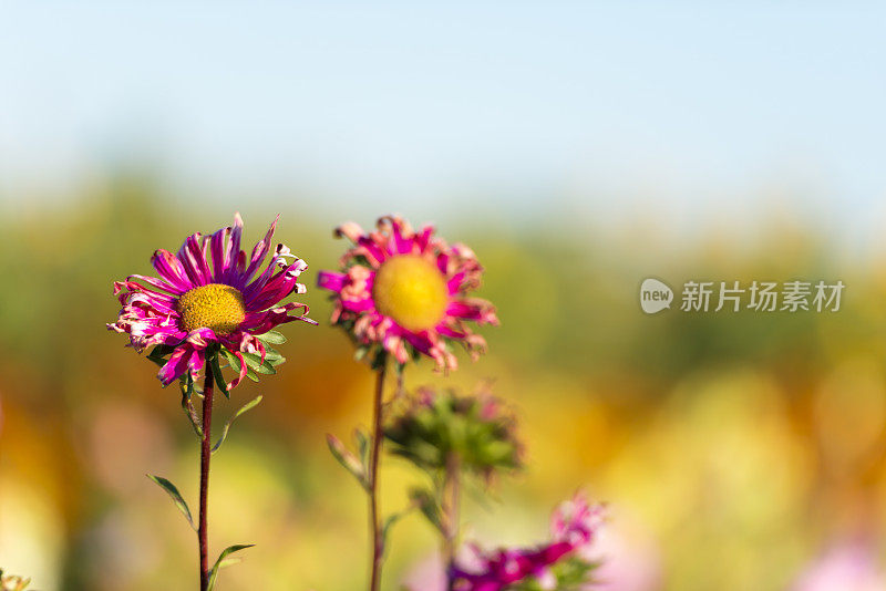 美丽凋谢的紫菀花干枯凋谢，悲哀散焦的背景