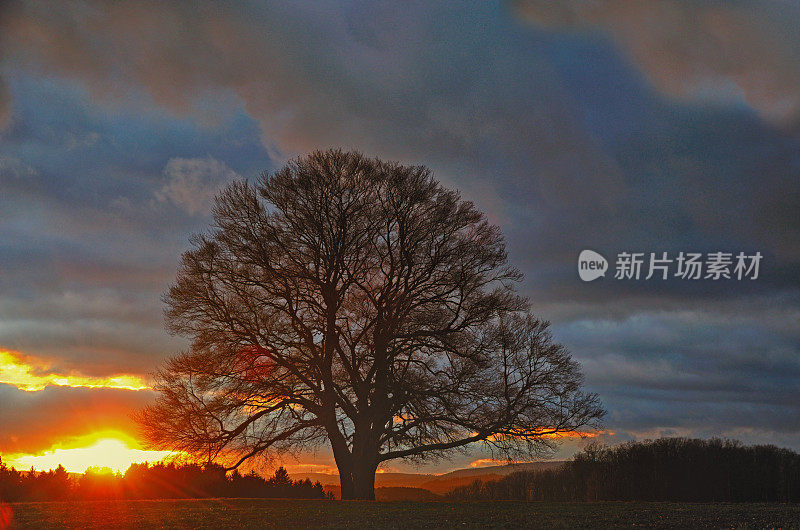 红色夕阳下，秃老橡树的剪影