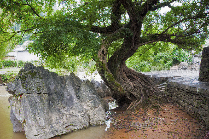 中国黄窑村的一棵老树