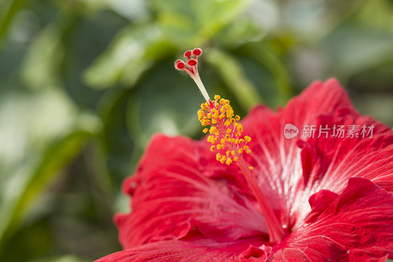 芙蓉花在近距离