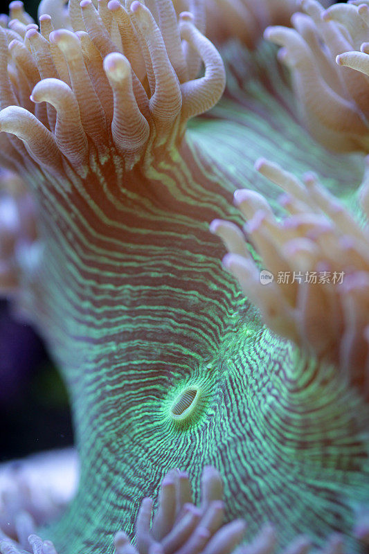 珊瑚微距镜头