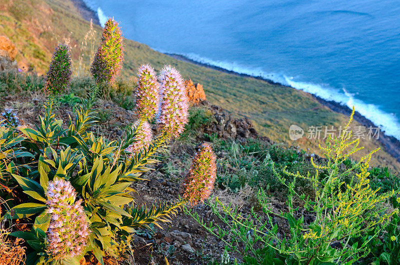 马德拉蓝草和西海岸日落