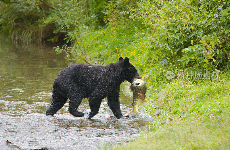 在小溪里钓鱼的黑熊