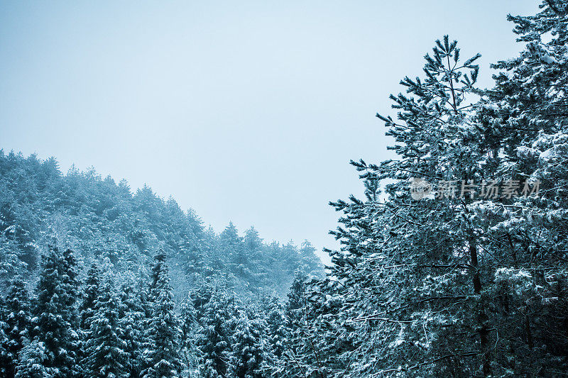 松树上覆盖着雪
