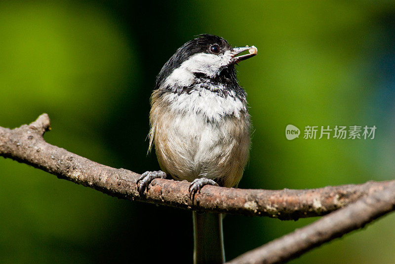 拿着食物的黑顶山雀