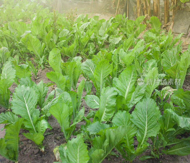 田地里的菠菜。