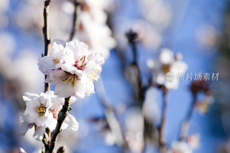 粉红色的花朵