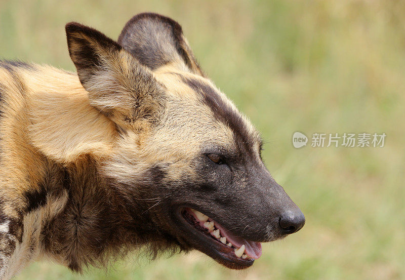 非洲野狗