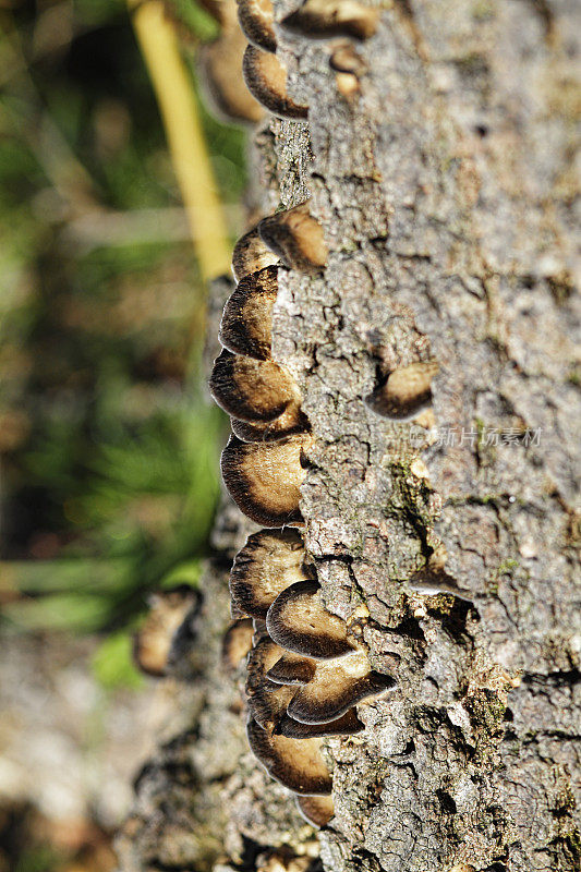 生长在树桩上的托架真菌