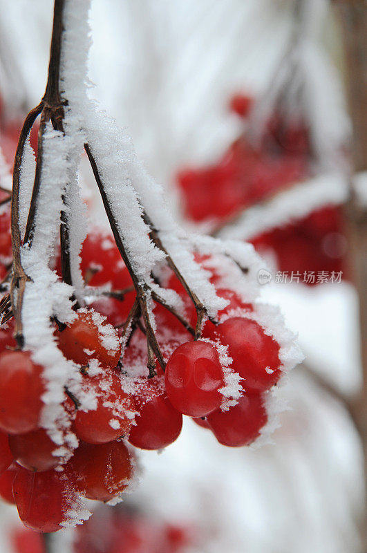 冰雪覆盖的浆果
