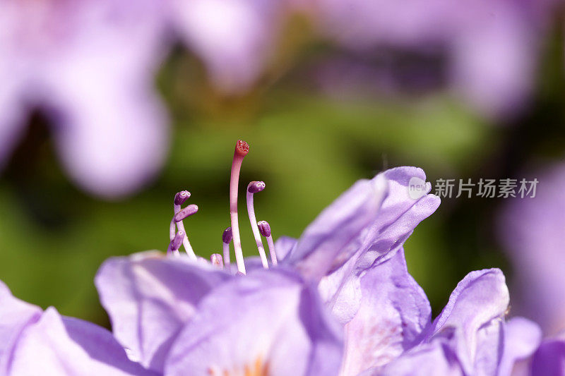 杜鹃花的细节