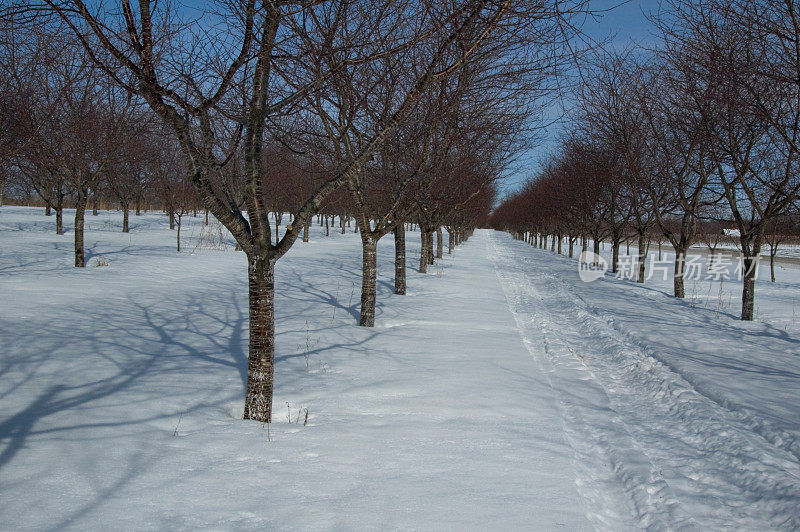 雪地小道