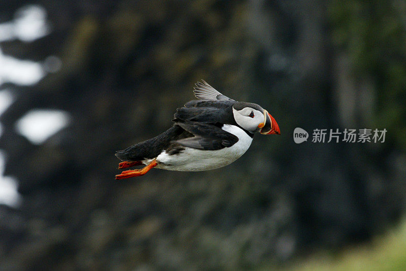 飞海雀