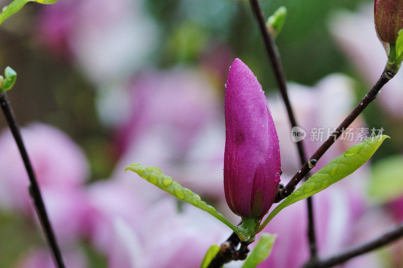 简玉兰花与雨滴