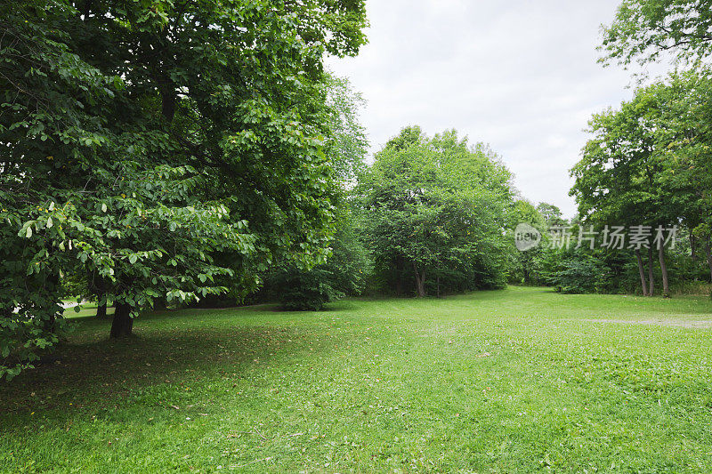 有大的老树和阴影区域的绿色公园。
