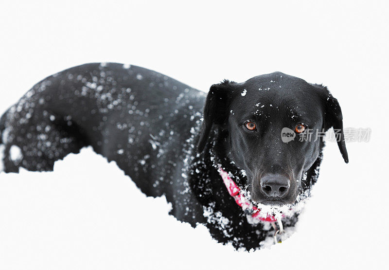 沉思的黑雪狗