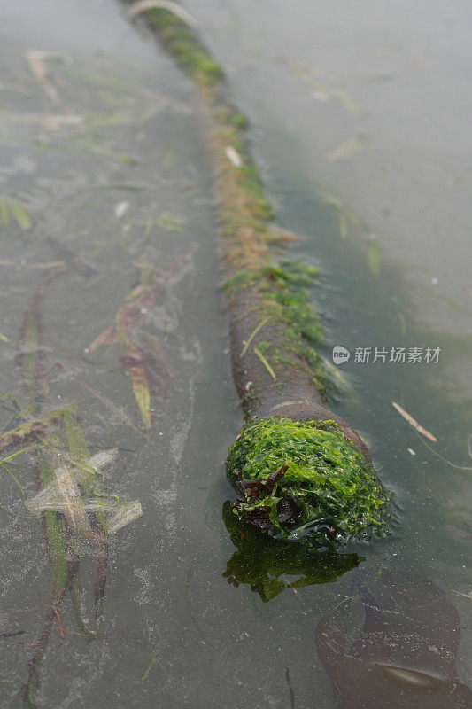 浮在浅水中的牛海带