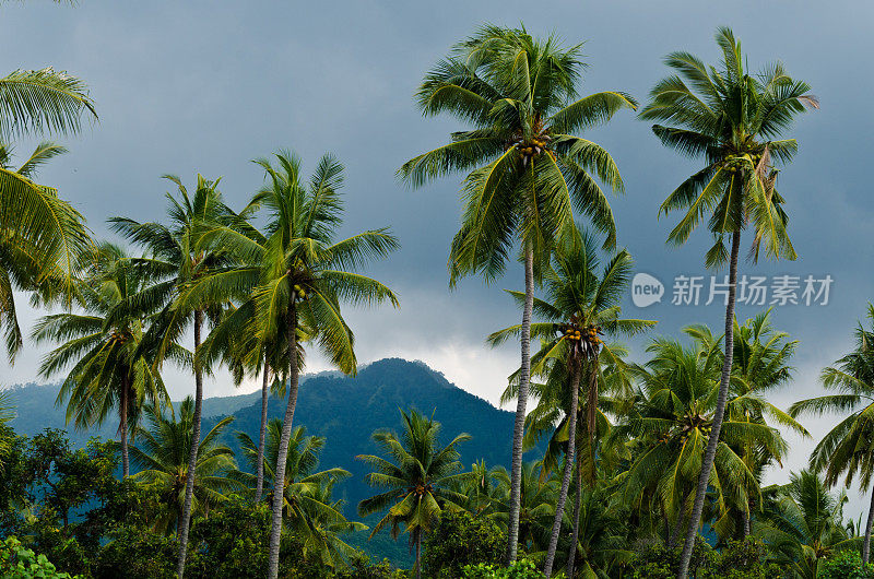 印尼巴厘岛雨季的棕榈树