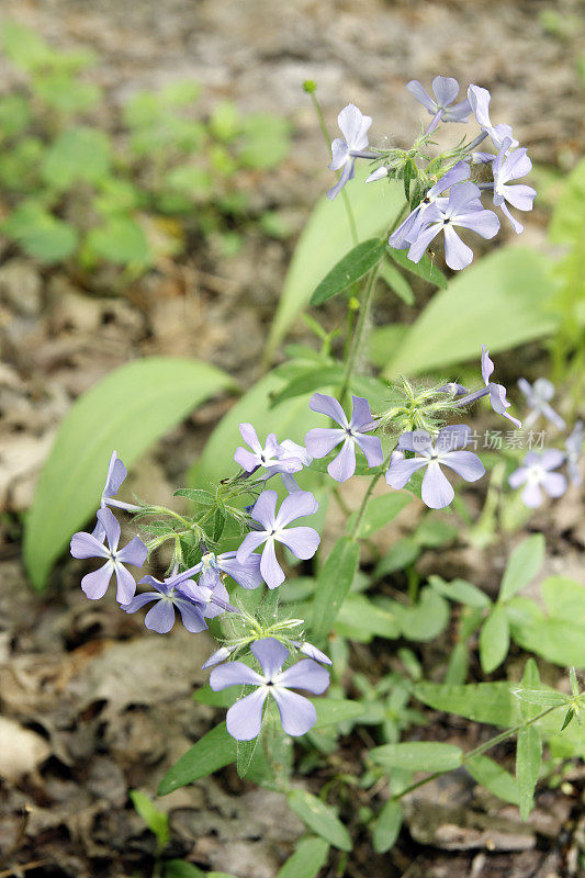 野花