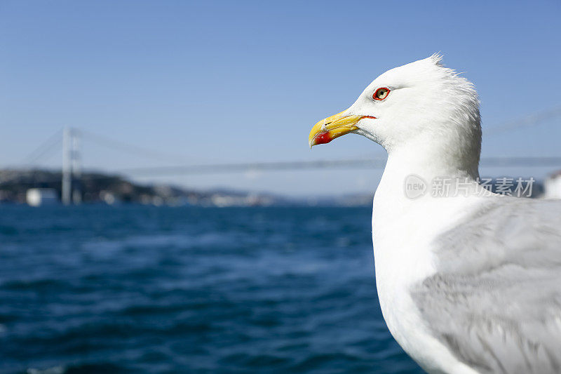 海金