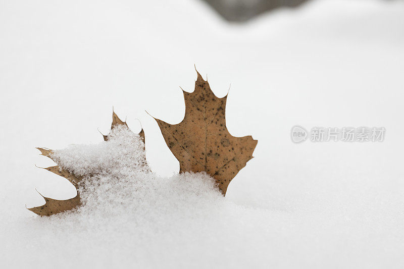 雪覆盖了叶