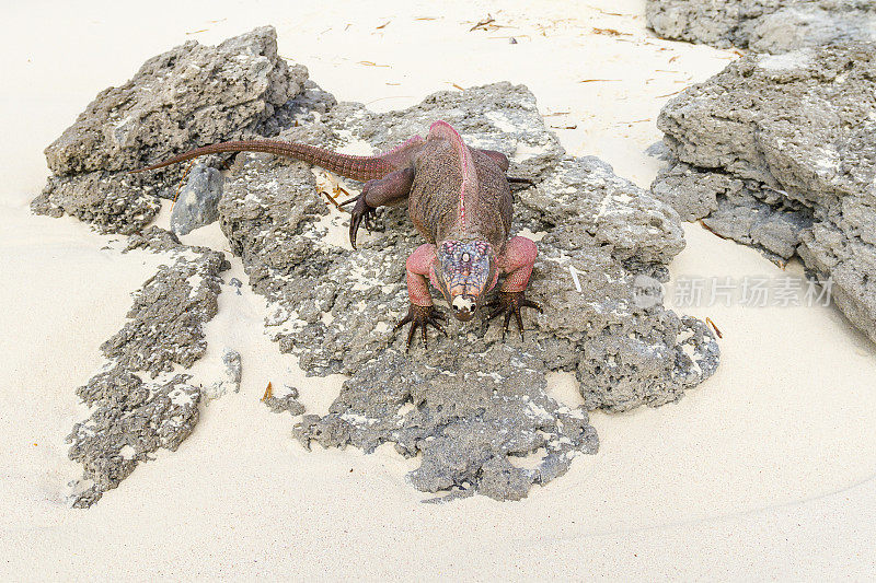 海滩上的鬣蜥-巴哈马群岛
