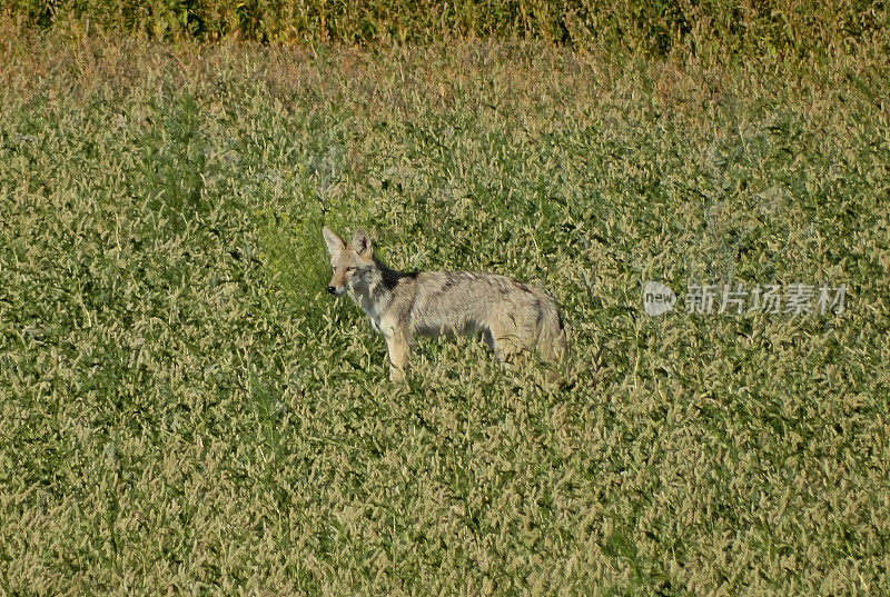 北加州野狗