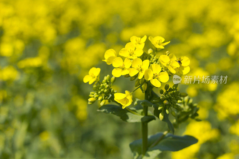 油菜籽花