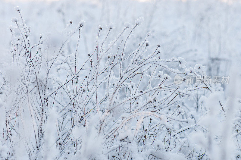 结霜的、多雪的、干燥的植物