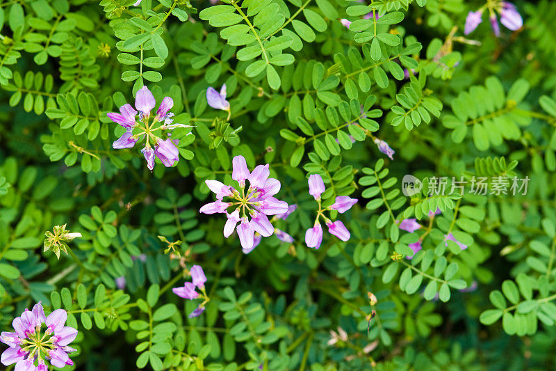 花型:花旋花