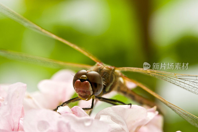 昆虫-蜻蜓和雨滴