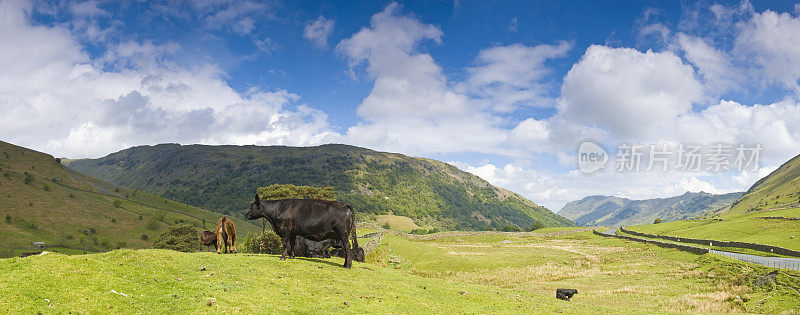 风景如画的牧场上的牛