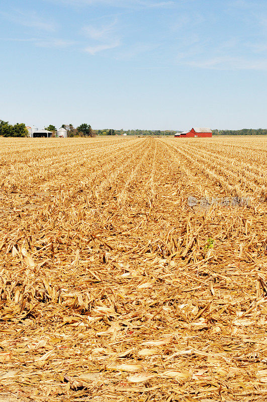 印第安纳收获玉米田农场谷仓和筒仓