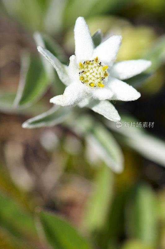 雪绒花