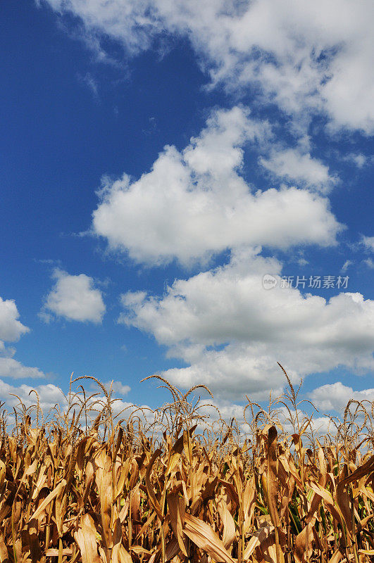 印第安纳州秋天的玉米、云朵和田野