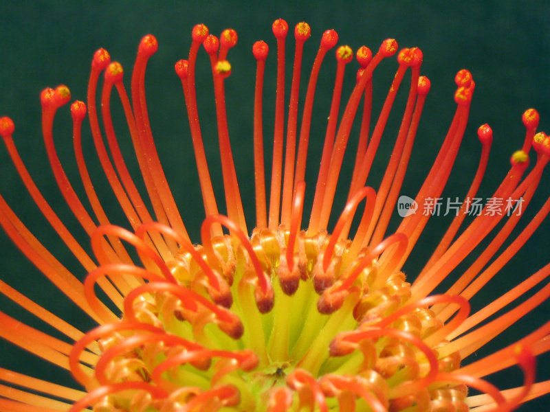 特写的橙色坚果'白鲜'针垫花头