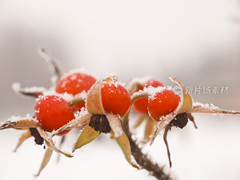 玫瑰果在小雪下