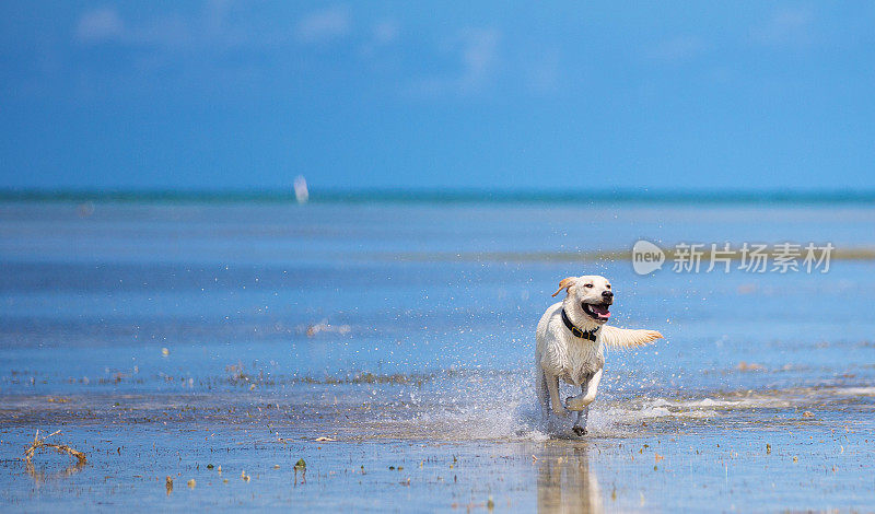 海滩上的黄色拉布拉多犬