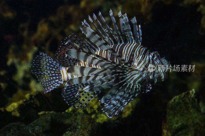 鱼在水族馆游泳的特写镜头