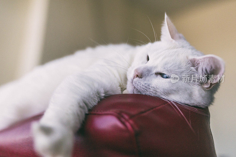 一只雌性土耳其安哥拉猫的特写镜头，它躺在一个红色的皮沙发上。