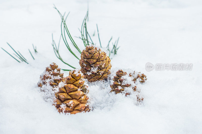 雪中的松果