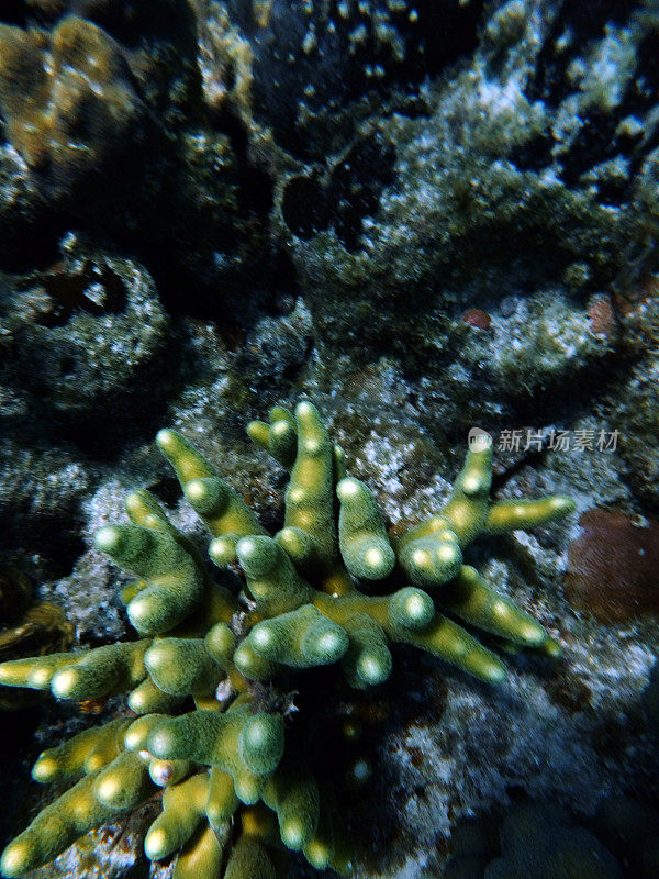 绿色的珊瑚
